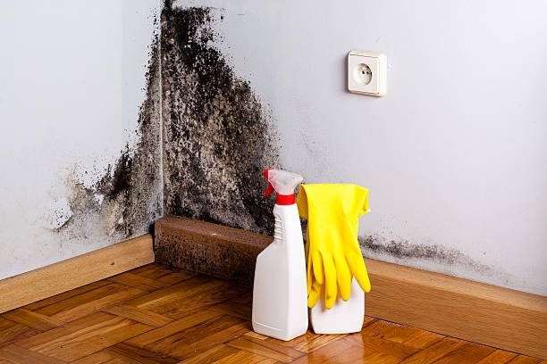 Best Toxic Mold Removal  in Highlands, NC