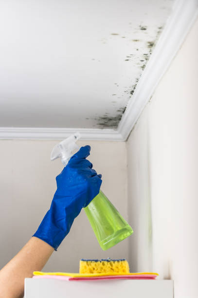 Certified Mold Removal in Highlands, NC